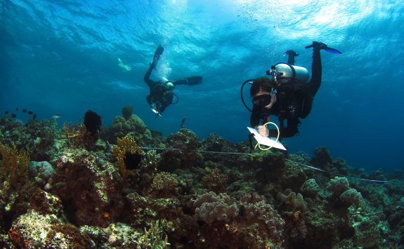 Two volunteers doing research on a coral reef as they dive 